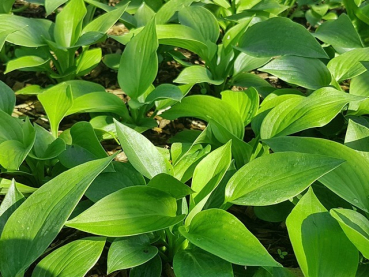 Hosta sieboldiana Elegans Blaublatt Funkie